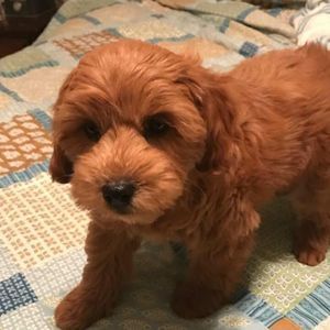 Meet your Posher, Patty